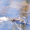 wood frog floating rear legs out in a murky pond by a dead leaf