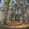 Photo of the forest along the Kip trail 