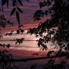 Picture of sunset through the trees on Lake Ontario