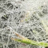Dew on web