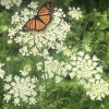 Queen Anne’s Lace and Butterfly 