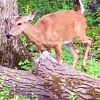 Deer on Peter Van deWater Trail