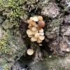 The cutest cluster of brown and white mushrooms