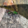 Bright green bee with little red mites on abdomen 