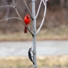 Cardinal and Woodpecker