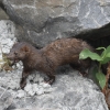 Mink along rocky shoreline with crayfish in mouth