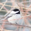 Black-capped chickadee on winter branch