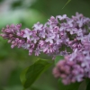 Lilac flowers blooming