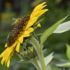 Honey Bee collecting pollen from a sunflower