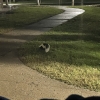 Skunk roaming around SLU campus