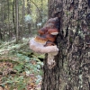 Mushroom on tree