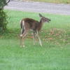 deer enjoying apples from my tree
