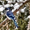 Blue Jay sitting proud in backyard. 