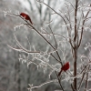 Cardinals in iced tree