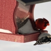 Cardinal and woodpecker meeting at the feeder
