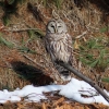 Owl with shadow