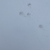 Saw some tracks on the St. Lawrence University campus today. Not sure what they were, maybe a raccoon?