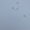 Saw some tracks on the St. Lawrence University campus today. Not sure what they were, maybe a raccoon?