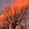 Cloud makes tree look like it has flames