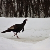Turkey trotting by