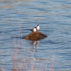 Banded Terns