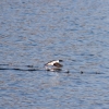 Mergansers