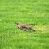 Northern Flicker
