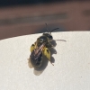 Small bee with lots of pollen on its hind legs rest on the white pages of a book. 