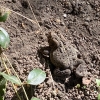 Eastern American Toad