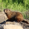 Groundhog