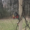 A grey squirrel sits in a miniature wooden recliner and eats corn off of the foot rest.