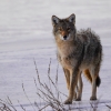 Coyote on ice