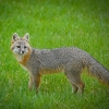 Gray Fox 