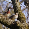 Nesting Wood Duck pair 