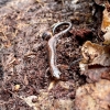 A close up photo of a red-backed salamander in the dirt