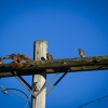 American Kestrel fledglings await breakfast delivery from Mom 