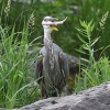 A great blue heron with a fish in its mouth.