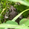 A close up, top-down photo of a green frog framed by blades of grass.