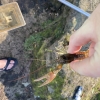 1 armed crayfish