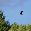 An adult Bald Eagle soars across a blue sky with green trees bordering the bottom of the photo. 