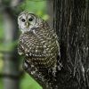 Barred Owl