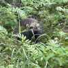Porcupine in Brush