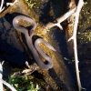 Snake on a log in the water from above
