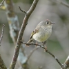 Ruby Crowned Kinglet