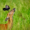 Doe and red winged blackbird 