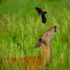 Doe and redwing blackbird 