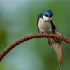 Tree Swallow stretches his wings