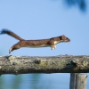 Stoat flies while chasing a chipmunk