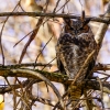 Great Horned Owl 