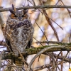 Great Horned Owl 